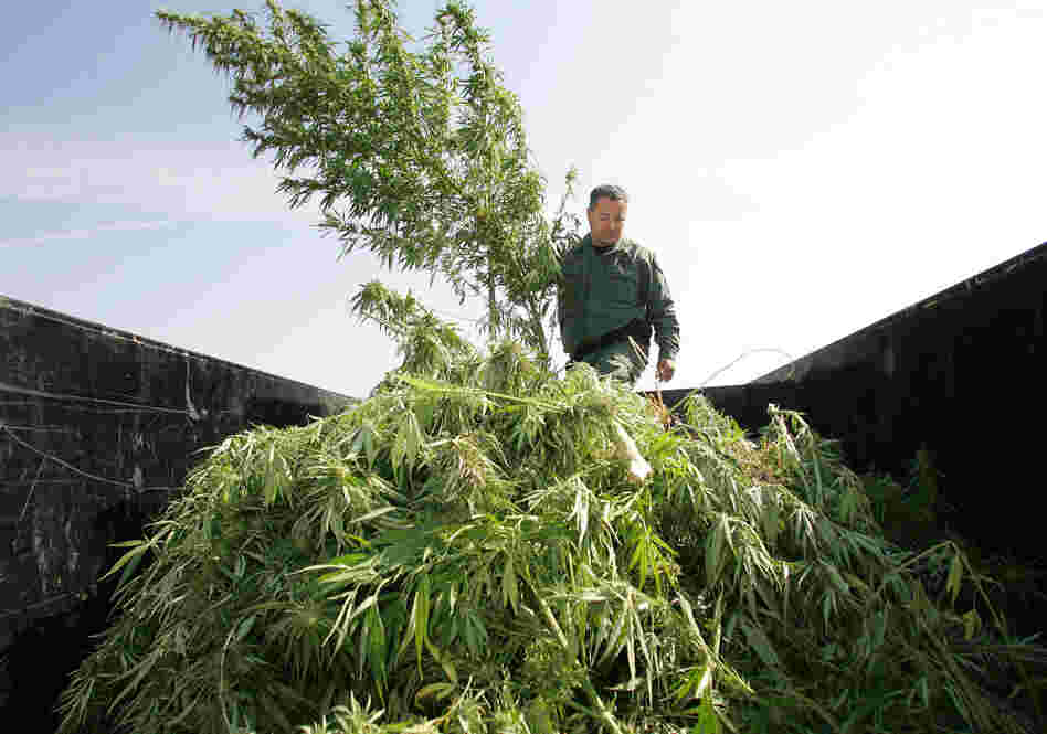 A sheriff officer sifts through marijuana in the back of a trailer which was confiscated from a field last Wednesday in Sanger, Calif.
