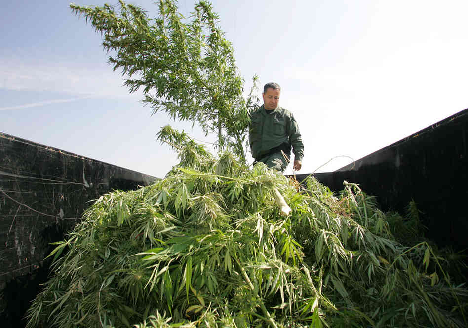 A sheriff officer sifts through marijuana in the back of a trailer which was confiscated from a field last Wednesday in Sanger, Calif.
