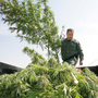 A sheriff officer sifts through marijuana in the back of a trailer which was confiscated from a field last Wednesday in Sanger, Calif.