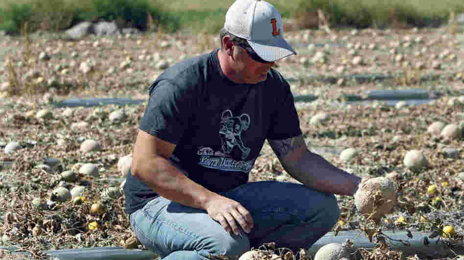 Owner Eric Jensen examines cantaloupe on the Jensen Farms near Holly, Colo., last month.