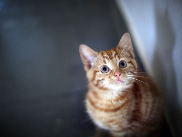Milly, a 13-week-old kitten looks through the glass of her pen as she waits to be re-homed at The Society for Abandoned Animals Sanctuary in Sale, Manchester, UK.