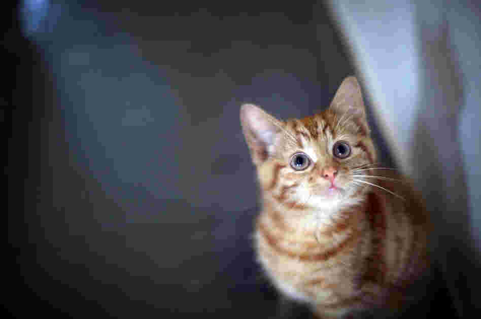Milly, a 13-week-old kitten looks through the glass of her pen as she waits to be re-homed at The Society for Abandoned Animals Sanctuary in Sale, Manchester, UK.