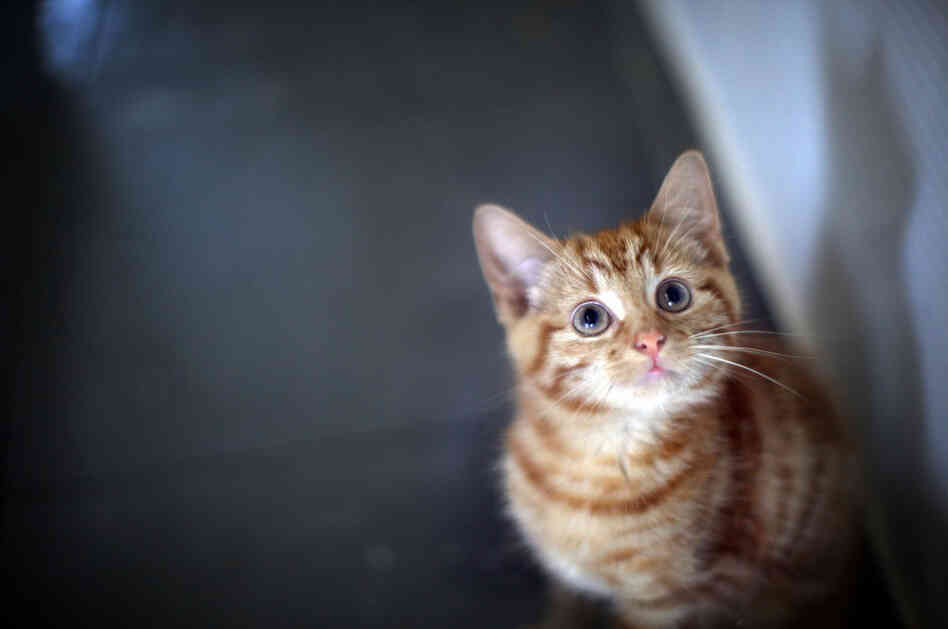 Milly, a 13-week-old kitten looks through the glass of her pen as she waits to be re-homed at The Society for Abandoned Animals Sanctuary in Sale, Manchester, UK.