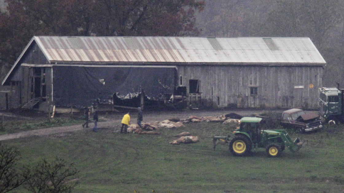 Late Wednesday, authorities were lining up some of the animal carcasses at the farm near Zanesville, Ohio.