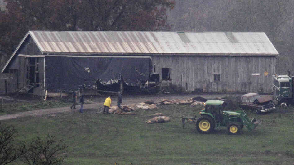 Late Wednesday, authorities were lining up some of the animal carcasses at the farm near Zanesville, Ohio.
