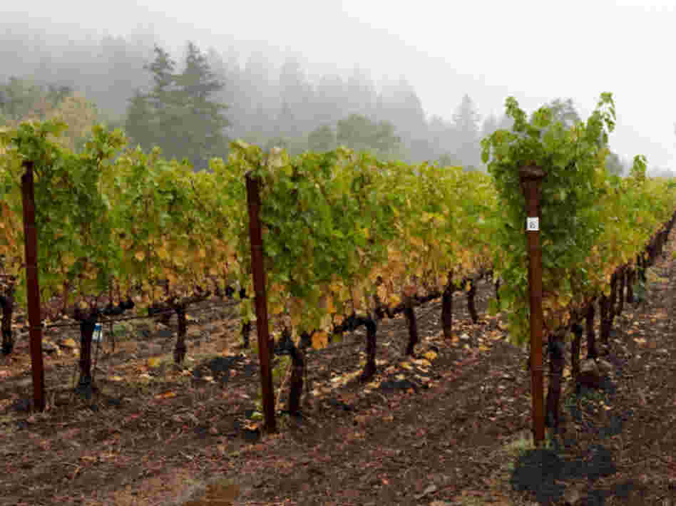 Damp weather in wine country can make for moldy grapes that can't be harvested.