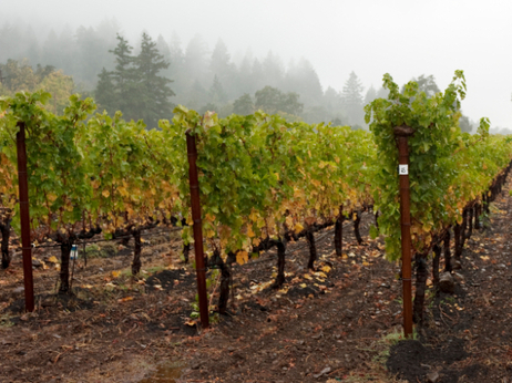 Damp weather in wine country can make for moldy grapes that can't be harvested.