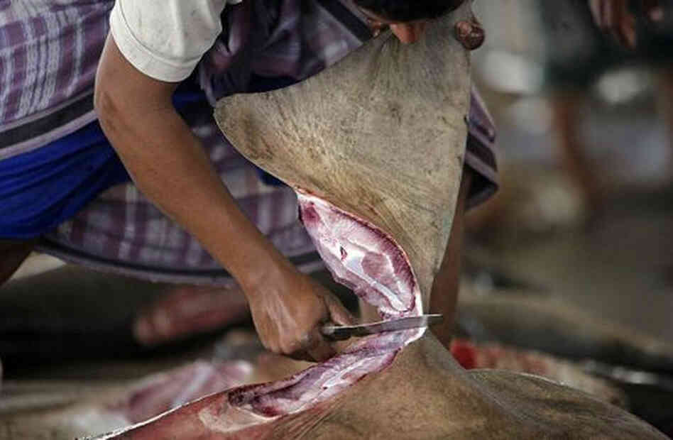 A shark's fin is cut off.  