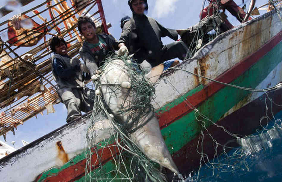 A shark is caught in a fishing net in Indonesia.