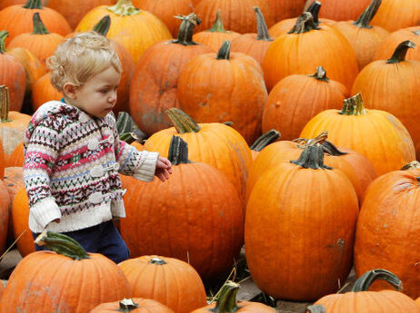 Pumpkin shoppers should be on the look out for a pumpkin with a firm stem, or handle, still attached. Fifteen-month-old Lucy Myers searches for a pumpkin at Patterson Fruit Farm Oct. 18, in Chesterland, Ohio.