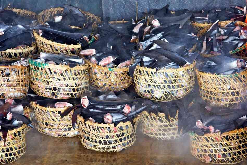 The shark fin trade has been increasing to accomodate the growing popularity of shark fin soup. 