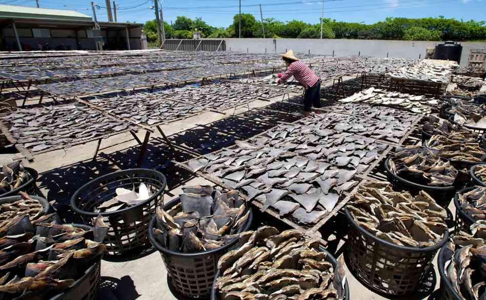 Shark fins are dried in the sun after being cleaned and processed inside the warehouse. 