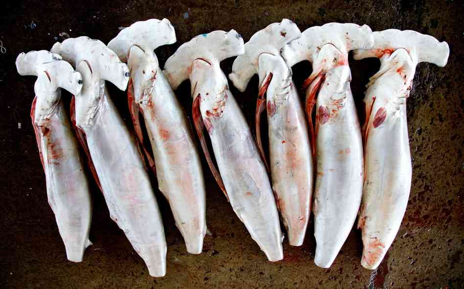 Up to 2 million hammerhead sharks are traded in the shark fin industry every year, according to the Pew Environment Group. 