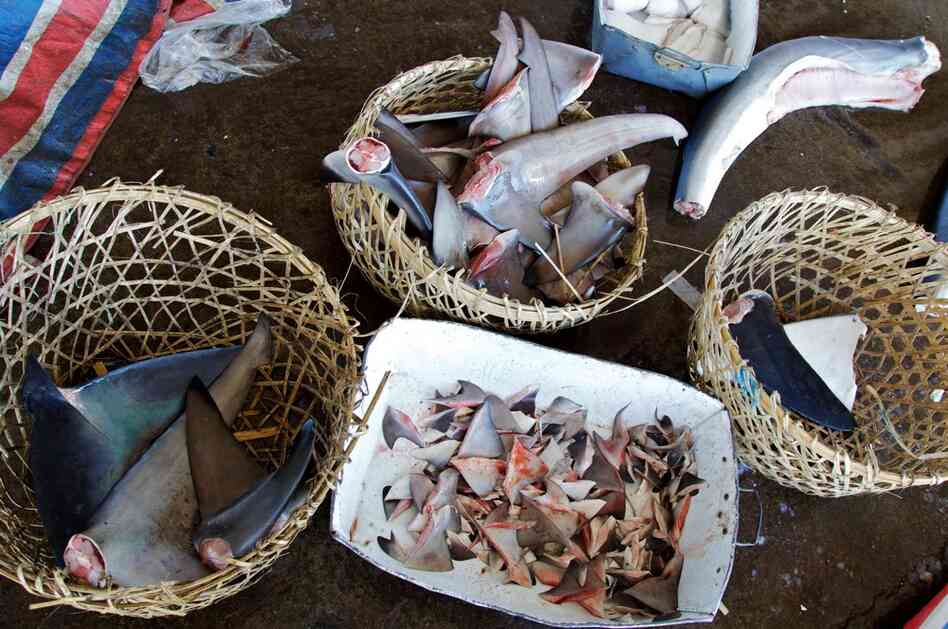 Shark fins and bodies are often frozen and transported to restaurants and markets. 
