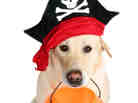A dog dressed as a pirate holding a Halloween pumpkin.