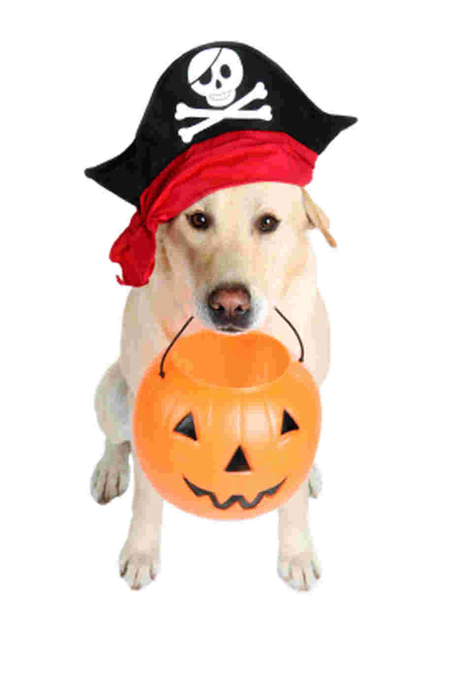 A dog dressed as a pirate holding a Halloween pumpkin. A dog dressed as a pirate holding a Halloween pumpkin.
