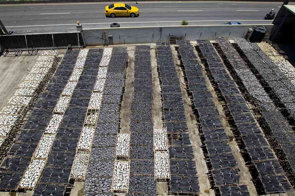 Shark fins dry out in the sun in Taiwan. 