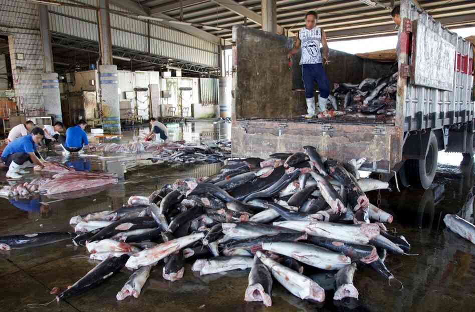Sharks are unloaded at a processing warehouse in Taiwan. 