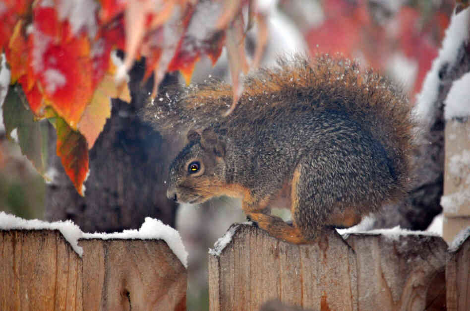 A squirrel checks out the fresh snow.