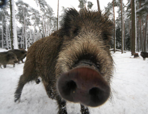 A wild boar near Allersberg, Bavaria.