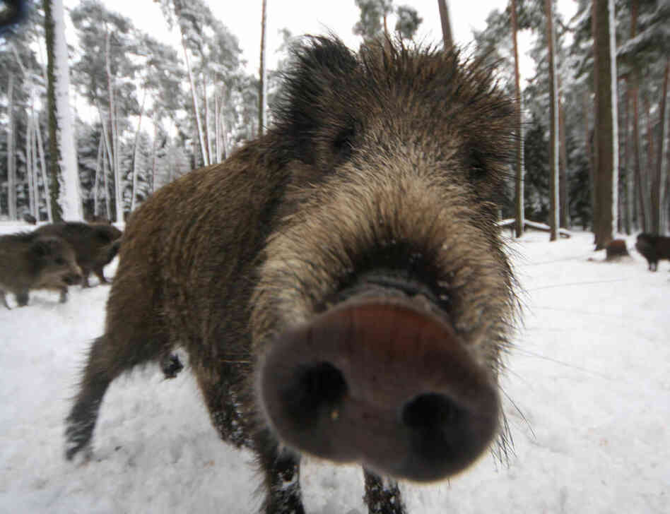 A wild boar near Allersberg, Bavaria.