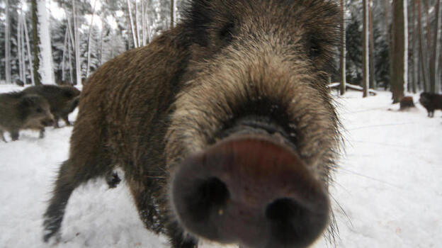 A wild boar near Allersberg, Bavaria. (AFP/Getty Images)