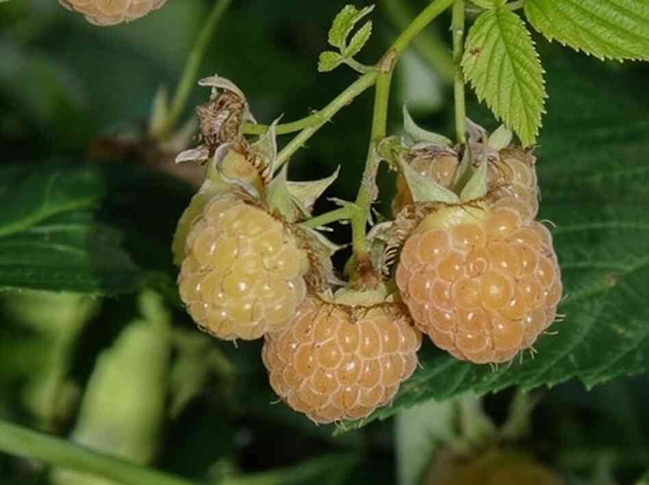 When it comes to fine-tasting fruit, the art of patience can't be underestimated. When it comes to fine-tasting fruit, the art of patience can't be underestimated.