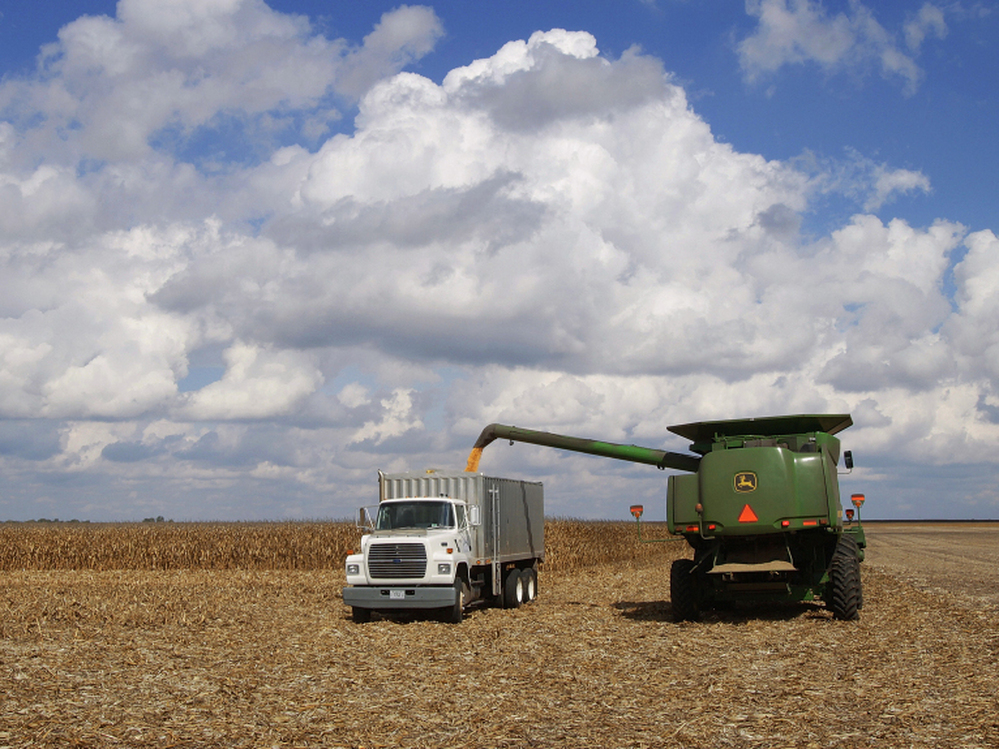 Illinois farmers harvest corn crops near Monticello, Ill. An unseasonably hot summer likely damaged much of this year's corn crop, which means farmers may seek support through their crop insurance.