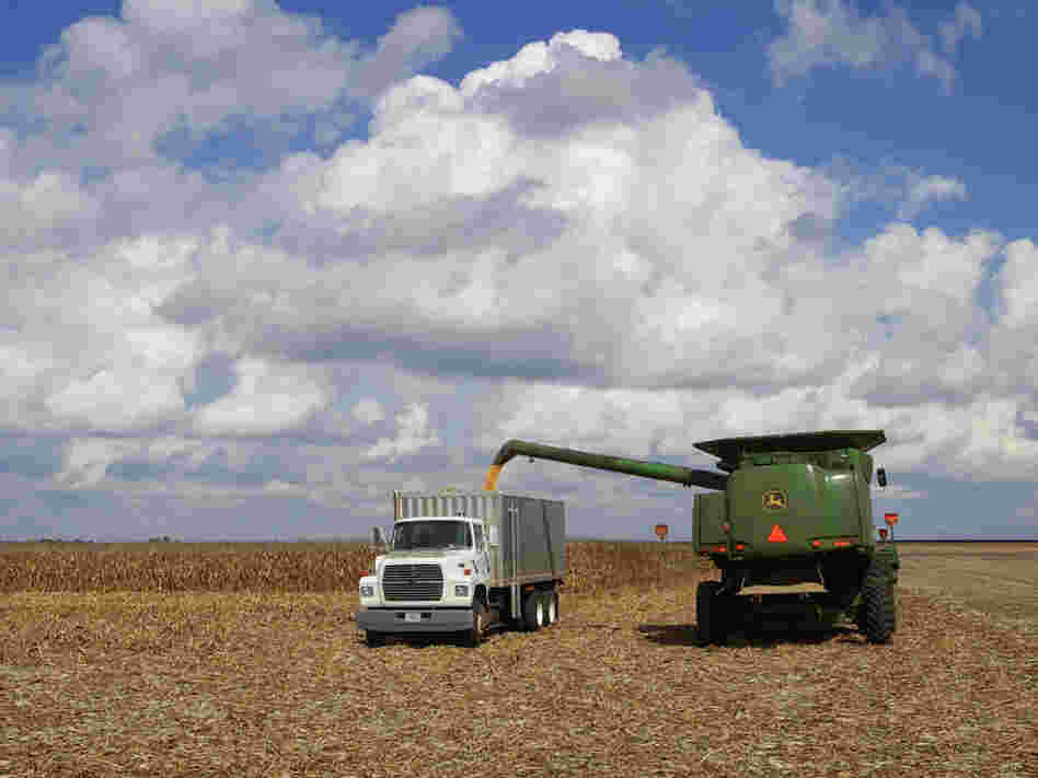 Illinois farmers harvest corn crops near Monticello, Ill. An unseasonably hot summer likely damaged much of this year's corn crop, which means farmers may seek support through their crop insurance.