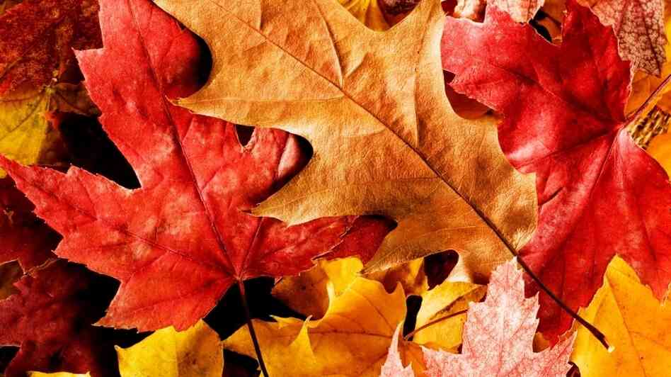 The National Audubon Society considers fall leaves to be "natural vitamins" to use in yards. 