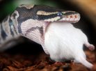 Pythons' huge meals strengthen their hearts, and scientists hope it will help them learn how to treat human heart diseases. Pythons' huge meals strengthen their hearts, and scientists hope it will help them learn how to treat human heart diseases.