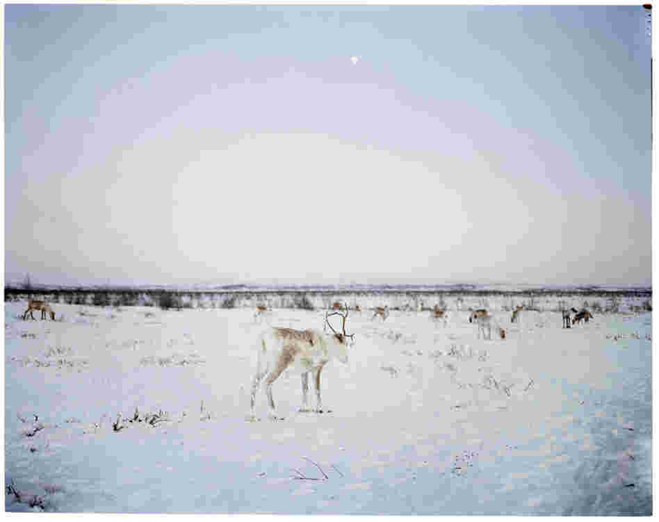 Sami herders follow the migrations of the reindeer as they move across northern Scandinavia and Russia from their winter grazing grounds to cooler areas during the summer months.