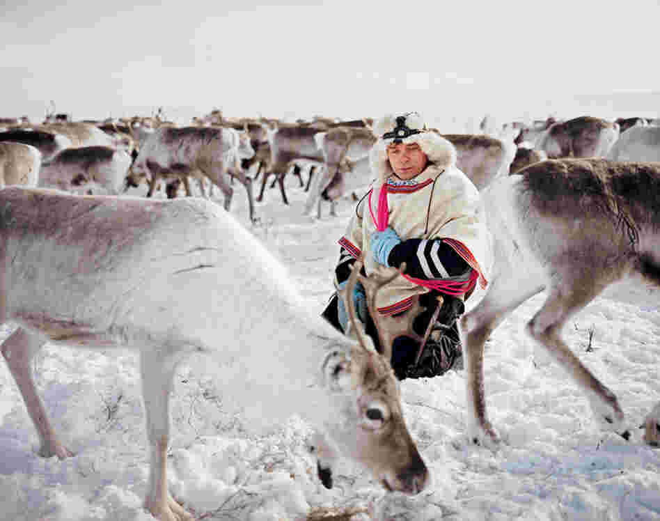 Nils Peder Gaup kneels calmly in the midst of the herd on which his livelihood depends.