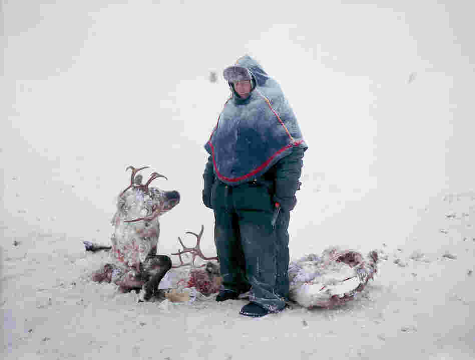 Sven Skaltje was saddened to find the carcasses of two reindeer whose antlers had become entangled during a dominance struggle in northern Sweden. He estimates it took three days for them to die of starvation.