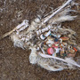 A photograph of a dead bird reveals the litter that killed it. 