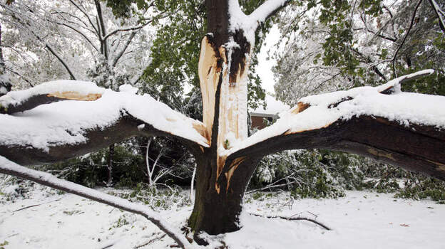 This tree split in two due to heavy snow on its branches in Belmont, Mass.