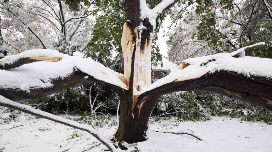 This tree split in two due to heavy snow on its branches in Belmont, Mass.