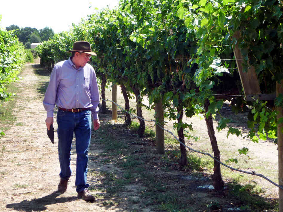 Grape breeder Andy Walker of the University of California, Davis inspects grapes on the campus vineyard. Walker says some Spanish or Italian grapes would do better in warmer temperatures, but growing and marketing new varieties is a big investment. Grape breeder Andy Walker of the University of California, Davis inspects grapes on the campus vineyard. Walker says some Spanish or Italian grapes would do better in warmer temperatures, but growing and marketing new varieties is a big investment.