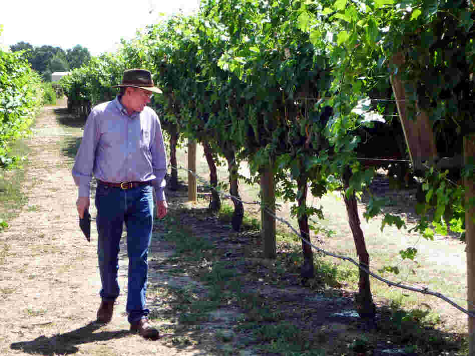 Grape breeder Andy Walker of the University of California, Davis inspects grapes on the campus vineyard. Walker says some Spanish or Italian grapes would do better in warmer temperatures, but growing and marketing new varieties is a big investment. Grape breeder Andy Walker of the University of California, Davis inspects grapes on the campus vineyard. Walker says some Spanish or Italian grapes would do better in warmer temperatures, but growing and marketing new varieties is a big investment.