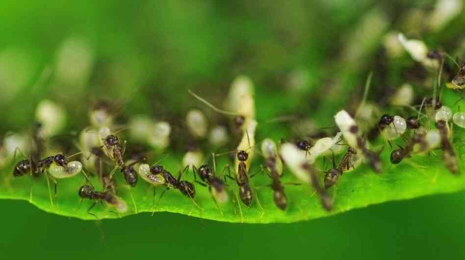 Animal Kings: Ants, like these workers carrying eggs to a plant's leaf after rain flooded their nest, have a combined biomass estimated in the billions of tons. Animal Kings: Ants, like these workers carrying eggs to a plant's leaf after rain flooded their nest, have a combined biomass estimated in the billions of tons.