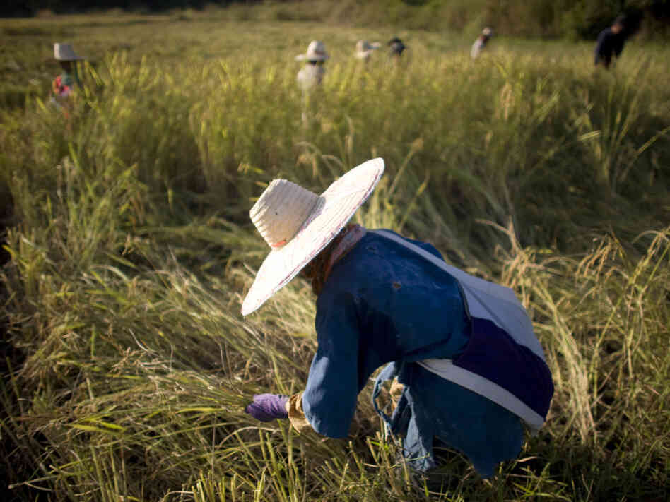 Rice farmers in Thailand, the world's leading rice exporter, harvest their crop in 2008. When the rice crisis hit, Thai government officials started talking about setting up a cartel of rice exporters, similar to OPEC.