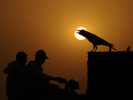Don't underestimate the crow. Don't underestimate the crow.