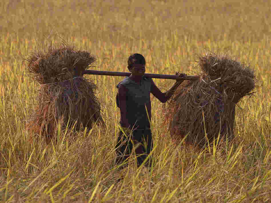 A farmer carries harvested rice on his shoulders in a paddy field in India.