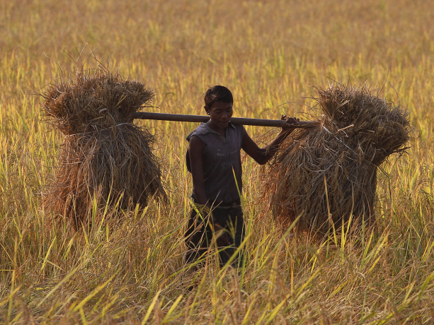 A farmer carries harvested rice on his shoulders in a paddy field in India.