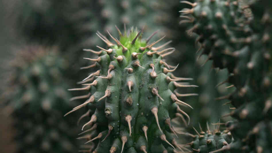 Hoodia gordonii plants like this one have been used by generations of bushmen in Southern Africa's Kalahari desert as an appetite suppressant. But the Federal Trade Commission isn't sold on that idea.