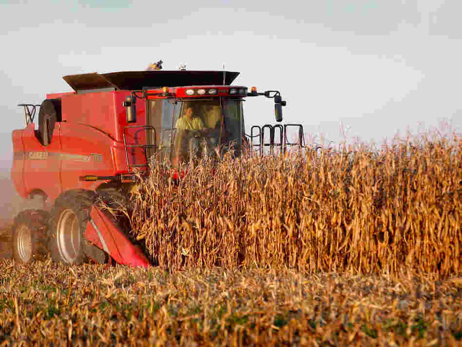 corn harvesting