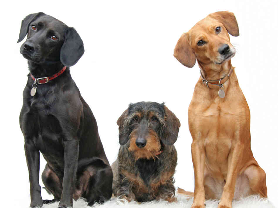 Dogs today evolved from wolves who first developed a relationship with humans on the hunting trail.