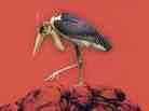 Marabou Stork Nightmares