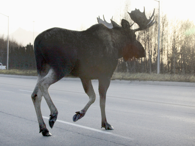 Alaskan moose that collide with cars and trains can end up as dinner for the needy in a unique partnership between the state and charity groups.