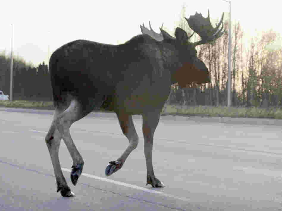 Alaskan moose that collide with cars and trains can end up as dinner for the needy in a unique partnership between the state and charity groups.